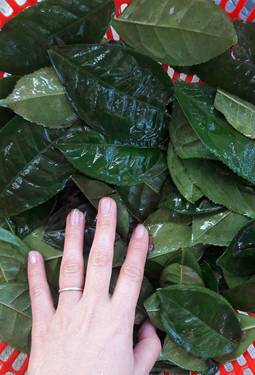 Đặc trị da dầu tại nhà với mặt nạ bột trà xanh tự chế - 2