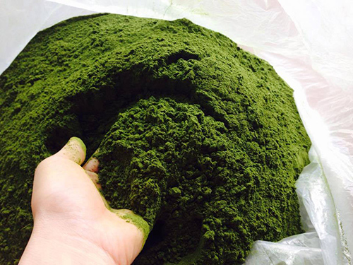 Đặc trị da dầu tại nhà với mặt nạ bột trà xanh tự chế - 5