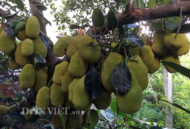 Kinh ngạc cây mít 500 trái mọc trĩu trịt từ gốc đến ngọn - 4