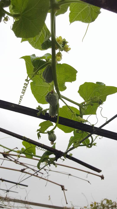 Mẹ trẻ 2 con quot;hào hứngquot; làm tháp trồng rau trên sân thượng - 14