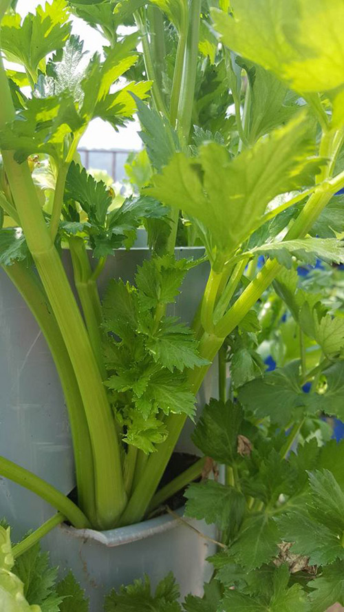 Mẹ trẻ 2 con quot;hào hứngquot; làm tháp trồng rau trên sân thượng - 7