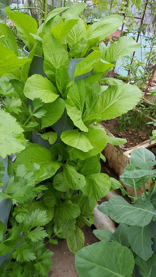 Mẹ trẻ 2 con quot;hào hứngquot; làm tháp trồng rau trên sân thượng - 1