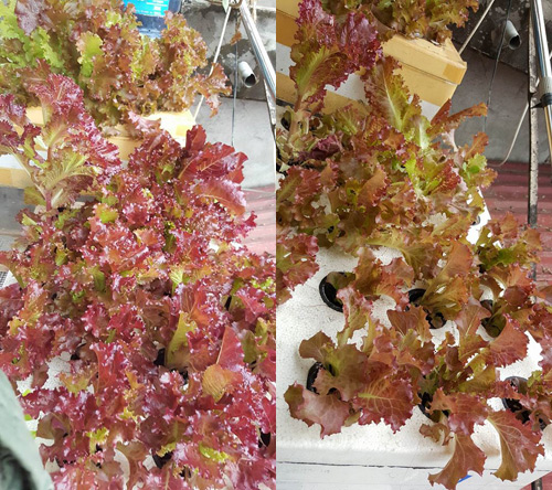 Mẹ trẻ 2 con quot;hào hứngquot; làm tháp trồng rau trên sân thượng - 13