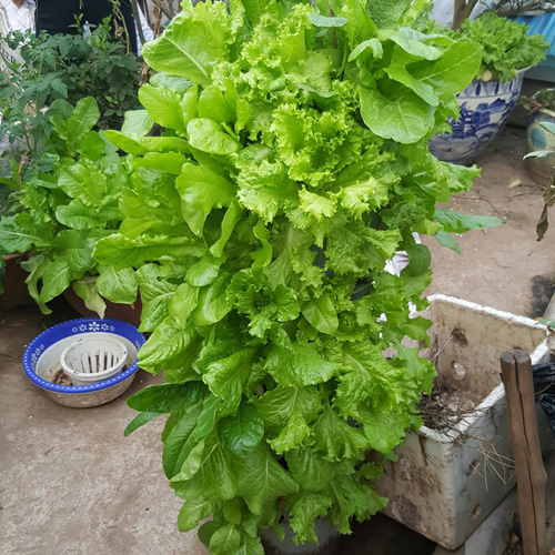 Mẹ trẻ 2 con quot;hào hứngquot; làm tháp trồng rau trên sân thượng - 6