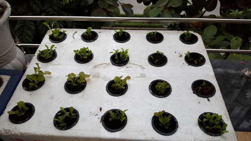 Mẹ trẻ 2 con quot;hào hứngquot; làm tháp trồng rau trên sân thượng - 3