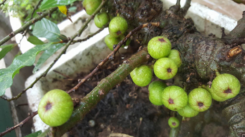 Mẹ trẻ 2 con quot;hào hứngquot; làm tháp trồng rau trên sân thượng - 15