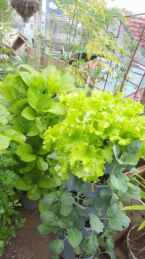 Mẹ trẻ 2 con quot;hào hứngquot; làm tháp trồng rau trên sân thượng - 2