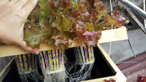 Mẹ trẻ 2 con quot;hào hứngquot; làm tháp trồng rau trên sân thượng - 12