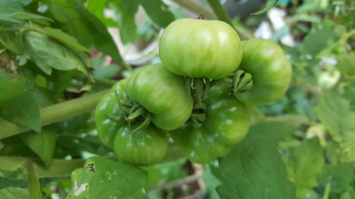 Mẹ trẻ 2 con quot;hào hứngquot; làm tháp trồng rau trên sân thượng - 9