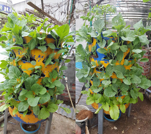 Mẹ trẻ 2 con quot;hào hứngquot; làm tháp trồng rau trên sân thượng - 5