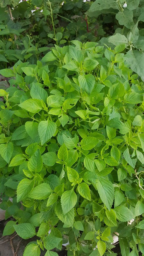 Mẹ trẻ 2 con quot;hào hứngquot; làm tháp trồng rau trên sân thượng - 11