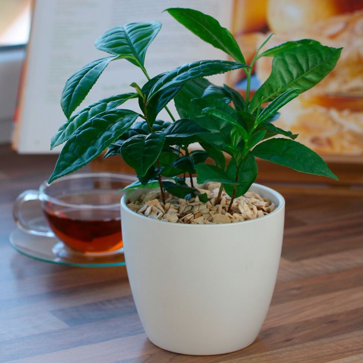 Top 15 cây thuốc không nên thiếu vắng trong nhà - 7