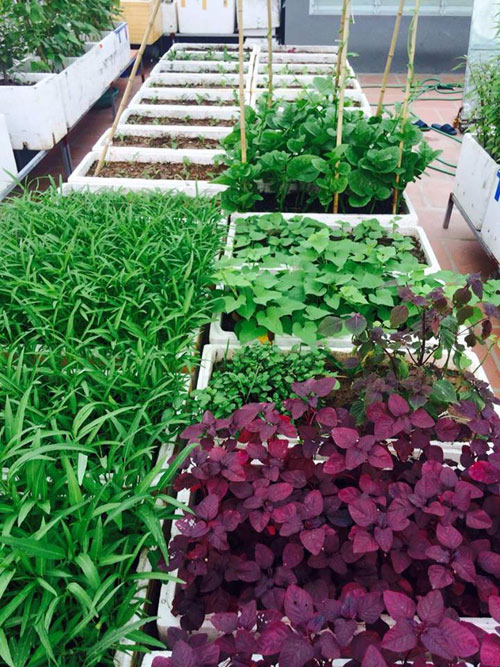 Vườn rau tốt um của những ông bố Việt quot;vạn người mêquot; - 7