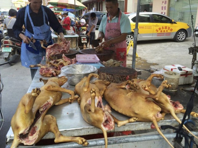 Xót thương 10.000 chú chó chờ chết tại Lễ hội thịt chó Trung Quốc