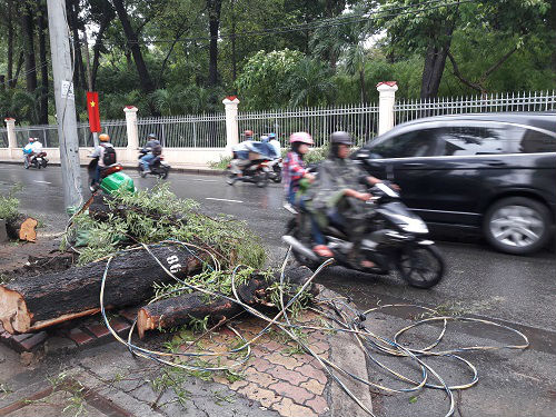 Mưa và gió lớn làm đứt dây điện, cây bật gốc đè người đi đường - 5