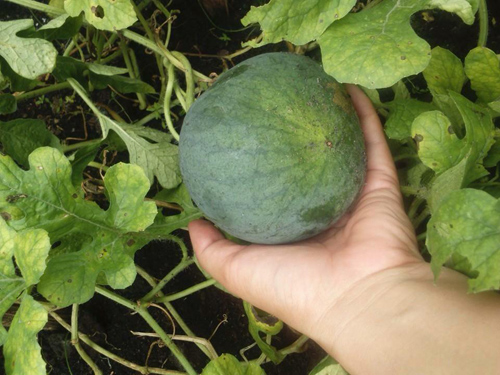 Hơn 2 tháng gieo trồng, có ngay loại dưa hấu quot;ngọt như đườngquot; - 5