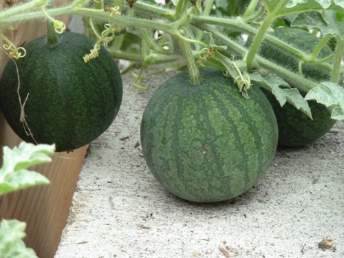 Hơn 2 tháng gieo trồng, có ngay loại dưa hấu quot;ngọt như đườngquot; - 4