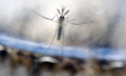 Thử nghiệm thành công vắc xin chống virus Zika trên động vật - 1