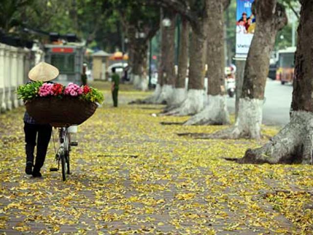 Mùa cây thay lá, Hà Nội đẹp mê hồn khiến bao người đắm say