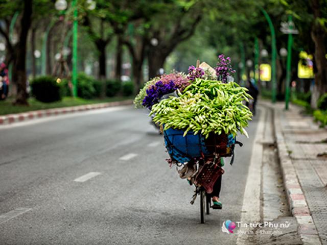 Dọc ngang phố phường Hà Nội, mùa loa kèn gọi tháng 4 ấm áp ghé chơi