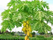 Sức khỏe - Uống một cốc nước này vào mỗi sáng, bạn sẽ không còn lo đau dạ dày