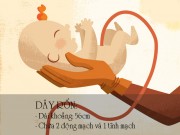 Bà bầu - Nhau thai, dây rốn và nước ối: 14 sự thật đáng kinh ngạc