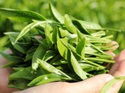 3 loại lá cây trong vườn giúp hỗ trợ trị phụ khoa