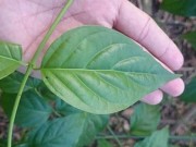 Tin tức - Con hái lá ngón bỏ vào rau, cả nhà ngộ độc, 2 người chết