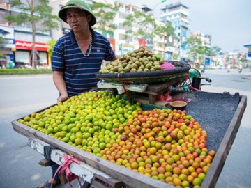 Mận đầu mùa giá đắt gấp 3 vẫn được ưa chuộng