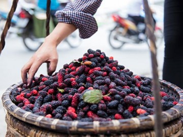 Mùa dâu tằm về chọn quả ngon ngâm nước uống thôi!