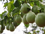 Nhà đẹp - Hè này, trồng chanh leo phủ xanh sân thượng lại có thức uống đã đời