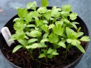 Nhà đẹp - Mách chị em 8 loại rau thơm chỉ trồng trong góc bếp cũng “lớn nhanh như thổi”