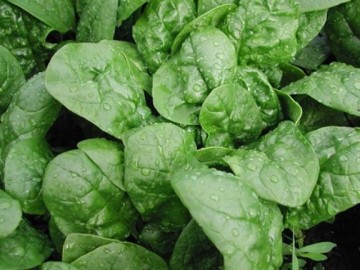 Mẹo hay tự trồng rau cải bó xôi, ngừa ung thư cho cả nhà