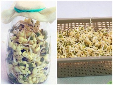 Cách làm giá đỗ bằng lọ thủy tinh siêu đơn giản