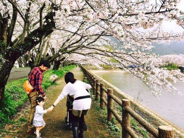 Ngẩn ngơ tiếc nuối ngắm hoa anh đào Nhật Bản vào cuối mùa