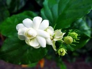 Sức khỏe - Những lợi ích này khiến hoa nhài là bài thuốc quý