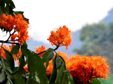 Ngắm hoa vàng anh, 'đặc sản' của rừng Cúc Phương