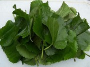 Sức khỏe - Thực hư bài thuốc uống nước lá dâu tằm chữa khỏi bệnh thủy đậu cho trẻ sau 2 ngày