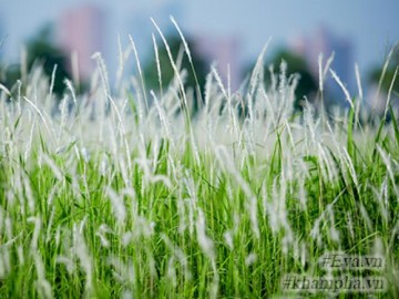 Cánh đồng cỏ lau cực đẹp ngay giữa lòng Hà Nội, ai thấy cũng phải ngẩn ngơ