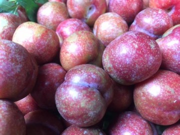 Mua tại vườn chỉ 9 nghìn/kg nhưng mận hậu Mộc Châu vẫn có giá “chát” ở Hà Nội