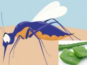 Sức khỏe - Chỉ cần vài mẹo nhỏ này, vết muỗi đốt, côn trùng cắn sẽ biến mất tức khắc