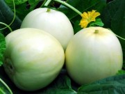Bà bầu - Mang bầu ngày nắng nóng, mẹ bầu đừng bỏ qua loại quả "rẻ bèo" nhưng cực tốt này