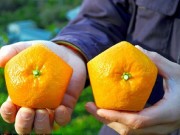 Nhà đẹp - Kỳ lạ giống cam Nhật Bản đẹp lạ lùng tưởng như "chỉ có trong cổ tích"
