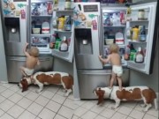 Clip Eva - [Video] Đã phát hiện ra "hai kẻ trộm" lấy đồ ăn trong tủ lạnh của mẹ