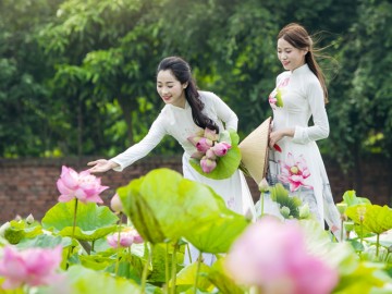 Hoa sen nở rộ, thiếu nữ nô nức áo dài, áo yếm khoe sắc thanh tân