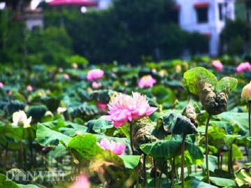 Bộ sưu tập sen khủng - lạ - hiếm của tay chơi khét tiếng vịnh Bắc Bộ