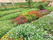 Nhà đẹp - Mê mẩn vườn hoa mười giờ rực rỡ ven sông của chàng trai học kiến trúc mê hoa