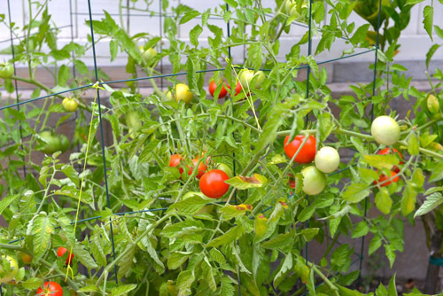 Thu Phương, Mỹ Linh thích thú trồng rau sạch tại nhà - 11