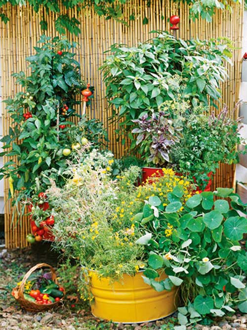 Tập trồng rau tại nhà như chuyên gia p1