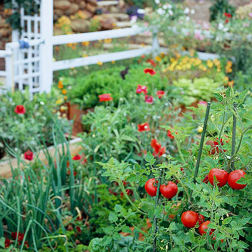 Tập trồng rau tại nhà như chuyên gia p1
